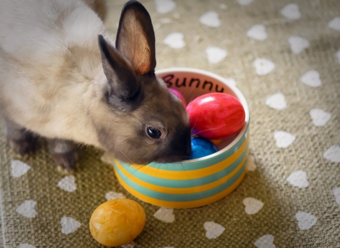 Ein Kaninchen steckt seine Nase in ein Osternest mit gefärbten Eiern.