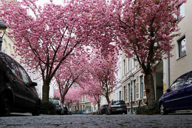 Eine Allee aus blühenden Kirschbäumen. Die Zweige wachsen von beiden Straßenseiten aus zusammen.