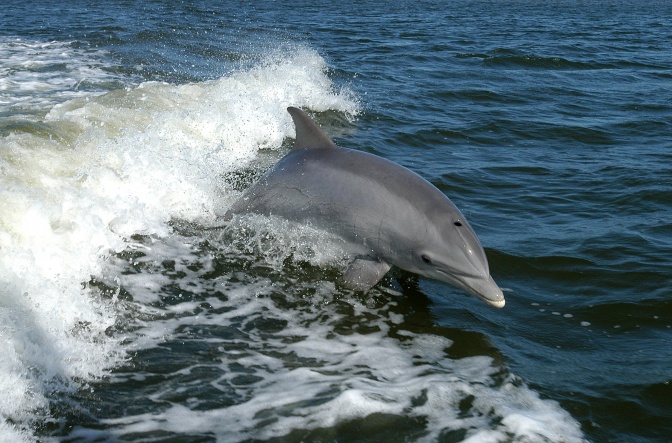 Ein Delfin schwimmt mit spritzender Gischt durch das Wasser.