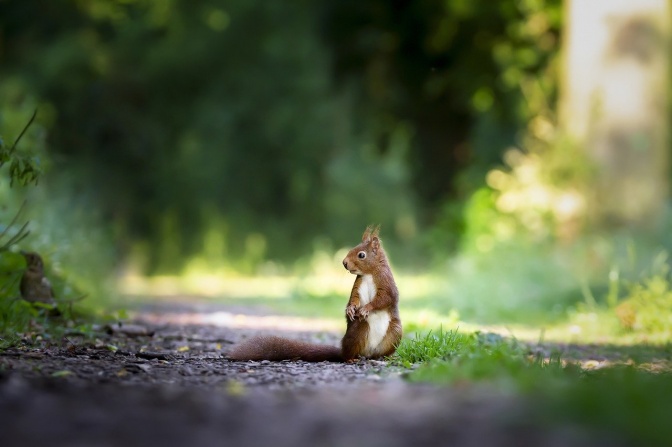 Ein Eichhörnchen sitzt auf einem Weg, der von Bäumen umgeben ist.