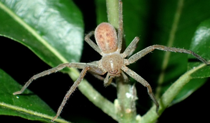 Eine helle, langbeinige Spinne sitzt auf einer Pflanze.
