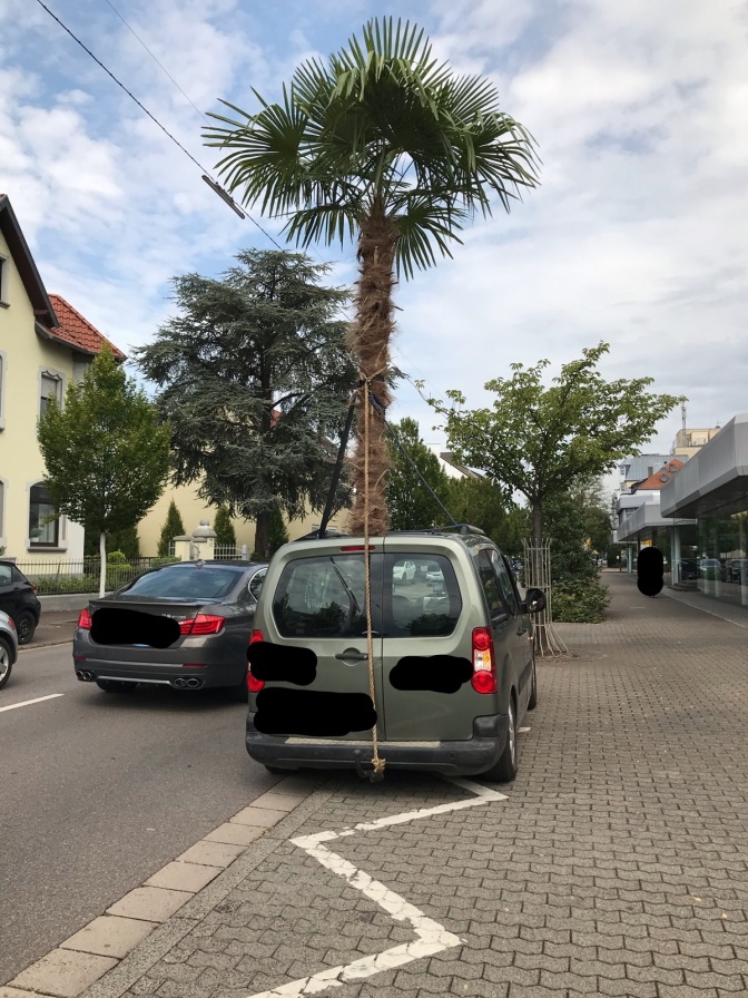 Eine Palme ragt fast 4 Meter weit aus dem Schiebedach eines Autos.