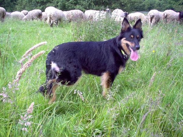 Ein Hund mit dunklem Fell und heraushängender Zunge auf einer Wiese. Im Hintergrund sieht man Schafe.