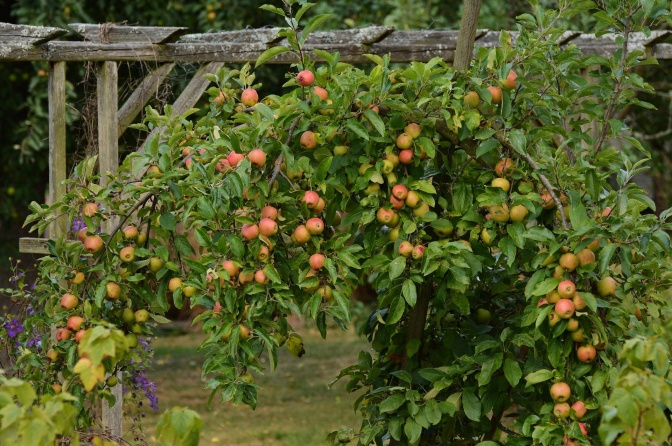 Ein junger Apfelbaum vor einem Spalier