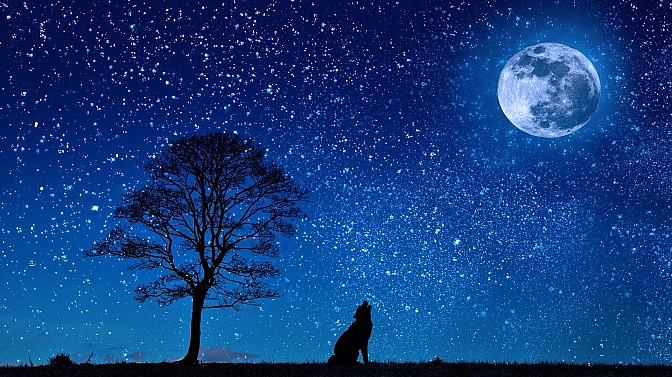 Ein Hund sitzt unter einem nächtlichen Sternenhimmel unter einem Baum und heult den Vollmond an.
