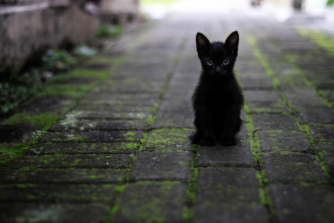 eine schwarze Katze auf Kopfsteinpflaster