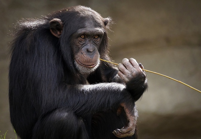 Ein sitzender Schimpanse kaut auf einem Strohhalm.