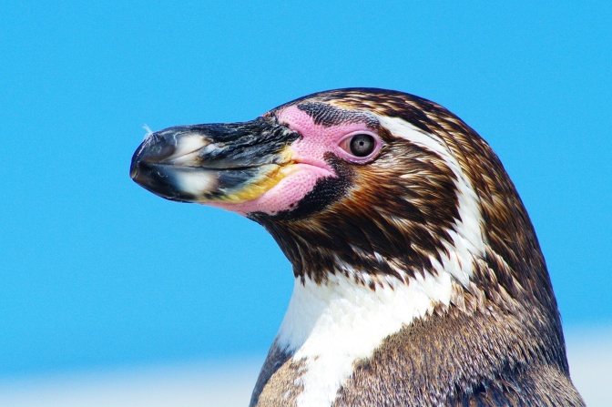 Ein Pinguin mit farbigem Muster rund um den Schnabel. Im Hintergrund strahlend blauer Himmel.
