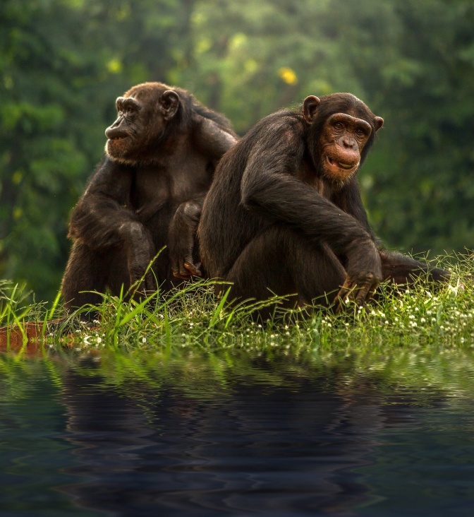 2 Schimpansen sitzen auf grünem Gras.