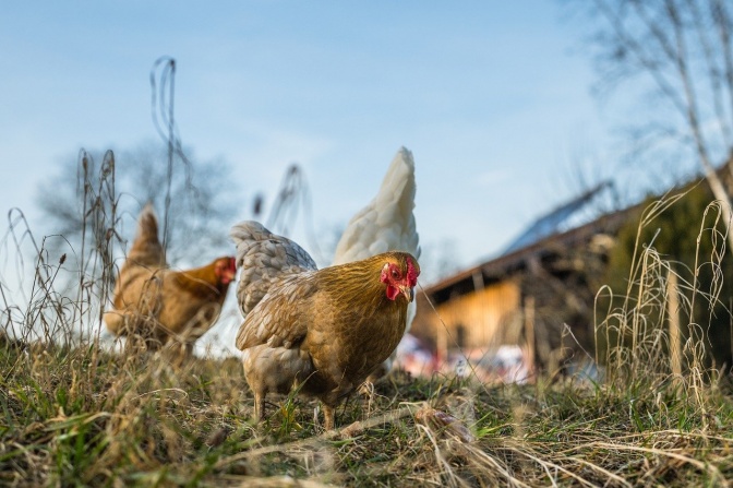 Mehrere Hühner auf einer Wiese vor einem Hühnerhaus.