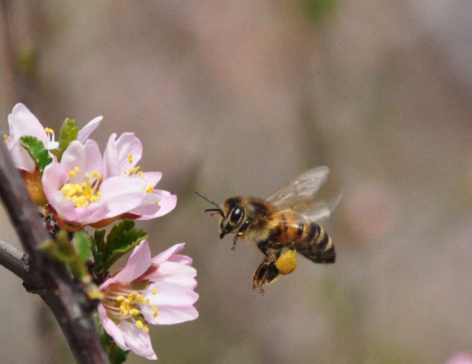 Eine Biene nähert sich einer geöffneten Blüte, um Honig zu sammeln.