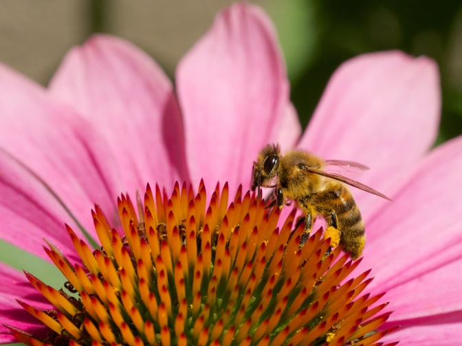 Eine Honigbiene trinkt Nektar aus einer Blüte
