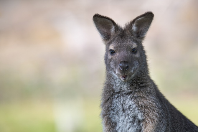 Ein kleines Känguru mit braun-grauem Fell und heller Brust