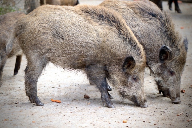 Zwei ausgewachsene Wildschweine schnüffeln am Boden.