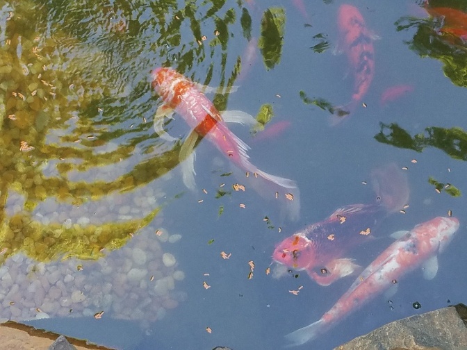 Goldfische in einem Teich. Die Wasseroberfläche kräuselt sich.