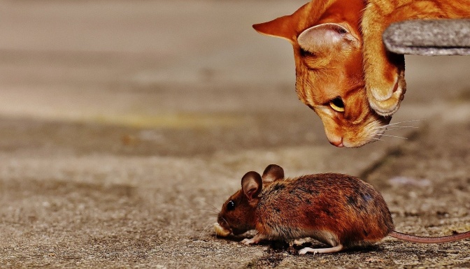 eine Katze beobachtet eine Maus