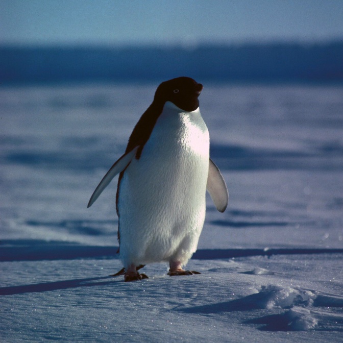 Ein kleiner, schwarz-weißer Pinguin auf einer Eisfläche