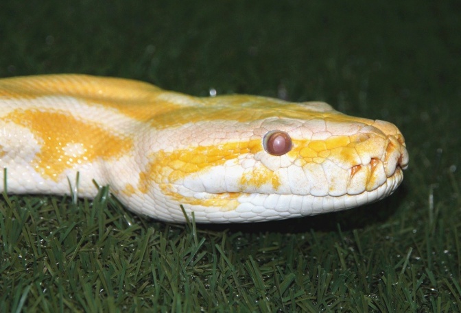 Kopf eines gelb-weiß gemusterten Python