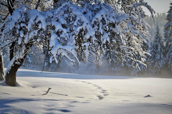 Ein schneebedeckter Baum vor einer glitzernden Schneefläche