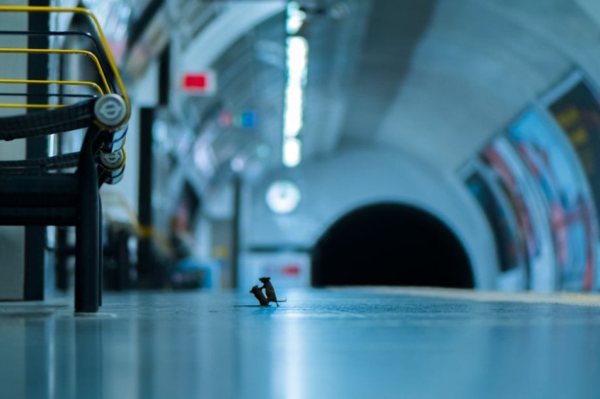 Zwei Mäuse kämpfen in einer Londoner U-Bahn-Station um Essen
