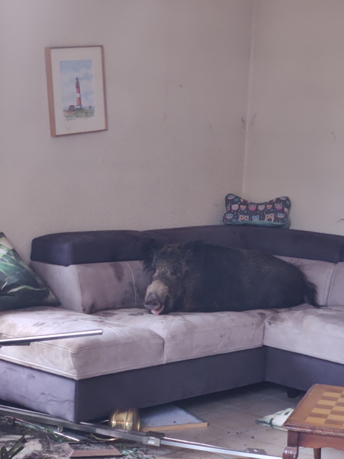 Foto: Ein Wildschwein sitzt auf einer Couch, das Zimmer ist verwüstet.