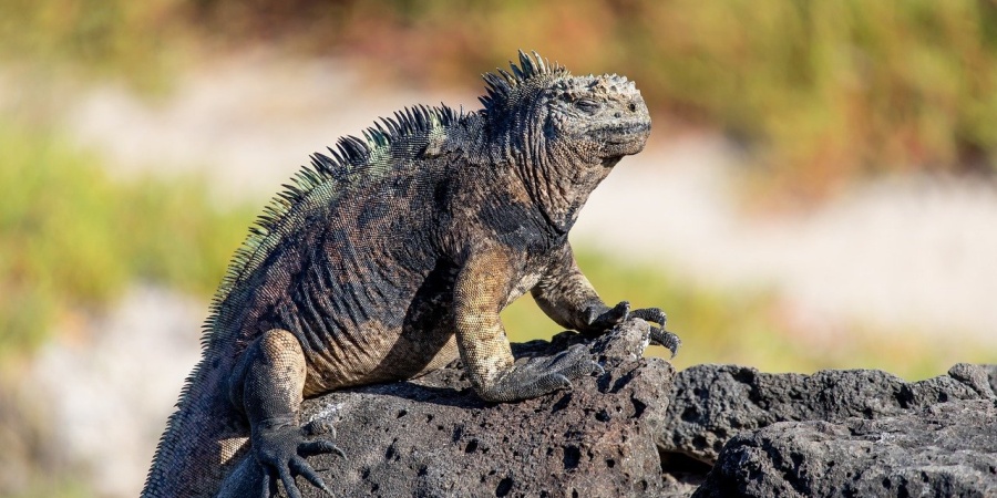 Gummi-Fingerhüte 5er Set - Rutschfest & Flexibel Für Näharbeiten & Geldzählen