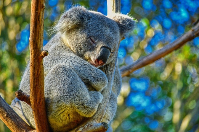 Ein Koalabär schläft in einer Astgabel.