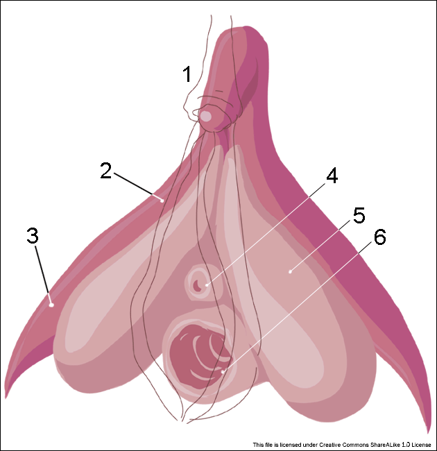 Zeichnung einer Klitoris, einzelne Teile sind nummeriert und beschriftet