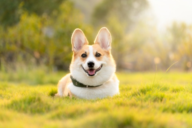 Ein kleiner Hund mit spitzen Ohren und hellem Fell liegt auf einer Wiese in der Sonne.
