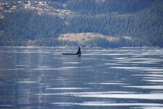 Die Rückenflosse eines Orcas ragt aus dem Wasser. Im Hintergrund sieht man bewaldete Hügel.