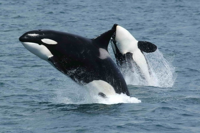 2 Orcas springen rückwärts aus dem Wasser.