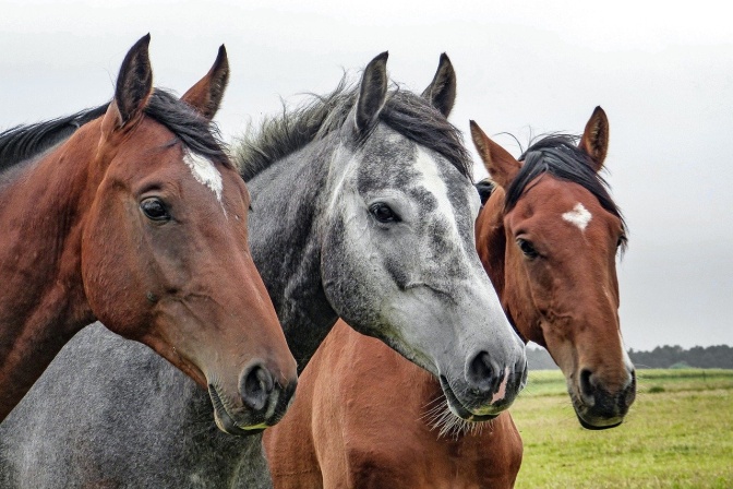 3 Pferde stehen nebeneinander auf einer Wiese