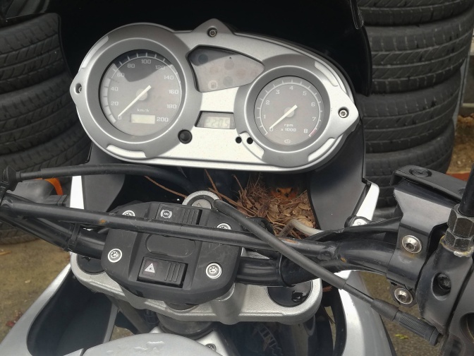 Ein Nest mit einem brütenden Rotkehlchen seitlich neben dem Lenker eines Polizei·motorrads