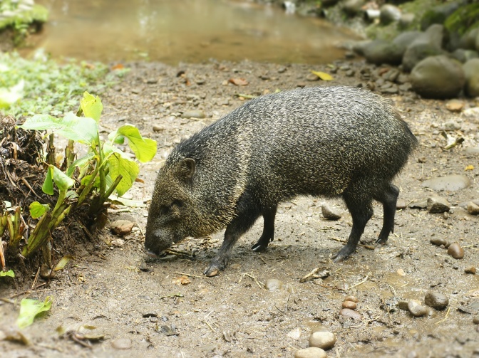 Ein kleines Schwein mit Fell in verschiedenen Grau- und Brauntönen. Es schnüffelt an der Erde herum.