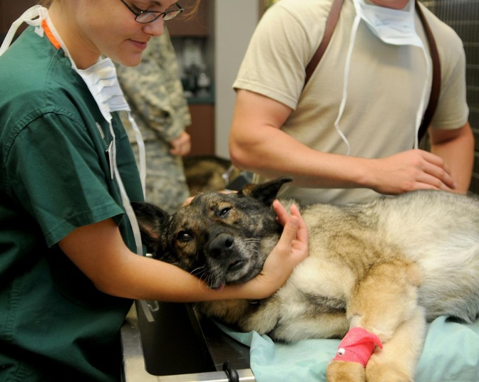 Ein Hund liegt auf dem Behandlungstisch eines Tierarztes. Eine Frau in OP-Kittel und mit herunterhängendem Mundschutz und Ein Mann stehen um den Behandlungstisch herum.