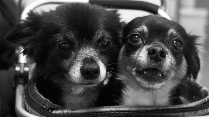 2 Chihuahuas, einer mit langem, einer mit kurzem Fell, in einem Einkaufskorb