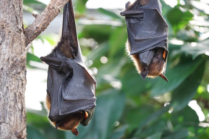 2 Fledermäuse hängen kopfüber schlafend im Baum. Sie bedecken den Kopf und Teile des Körpers mit den Flügeln.