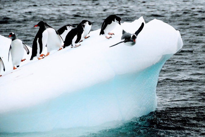 Mehrere Pinguine auf einer Eisscholle, einer von ihnen springt von der Scholle ab und gleitet durch die Luft.