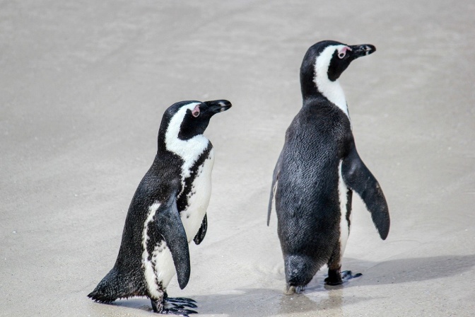 2 Pinguine laufen hintereinander über eine Eisfläche.