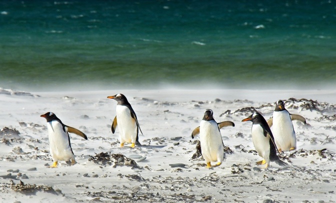 Pinguine laufen über einen Strand, im Hintergrund grünes Meer.