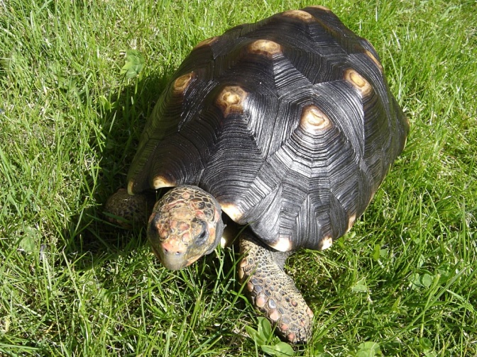 Eine recht große Schildkröte mit einem dunklen Panzer mit hellen Flecken. Sie läuft über eine Wiese.