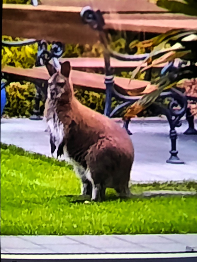 Ein Känguru auf einer Wiese in einem Garten. Im Hintergrund sieht man eine Sitzgruppe.