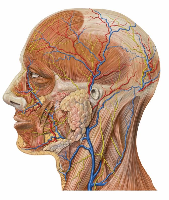 Zeichnung eines menschlichen Kopfes ohne Haut. Man sieht, wie die Adern verlaufen, und wo welche Muskeln und Organe liegen.