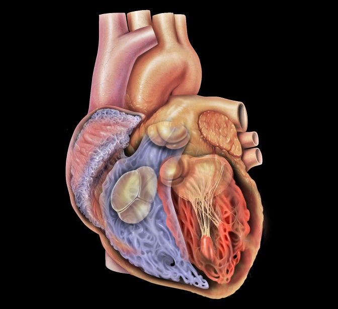 Zeichnung eines menschlichen Herzens. Eine Herzkammer ist offen, man sieht die Venen und Adern, mit denen das Herz mit dem Rest des Körpers verbunden ist.