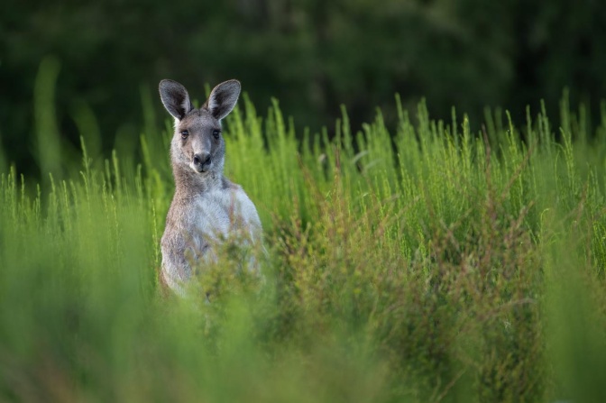 Ein Känguru hockt aufrecht zwischen hohem Gras.