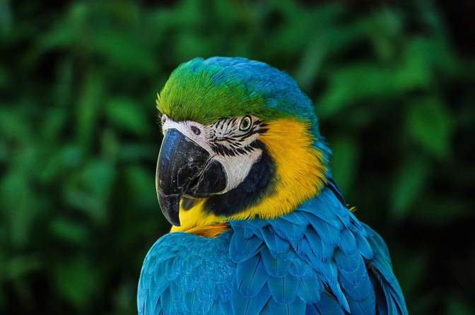 Ein Papagei in blau, gelb und weiß schaut über die Schulter ins Bild. Im Hintergrund sieht man Gebüsch.
