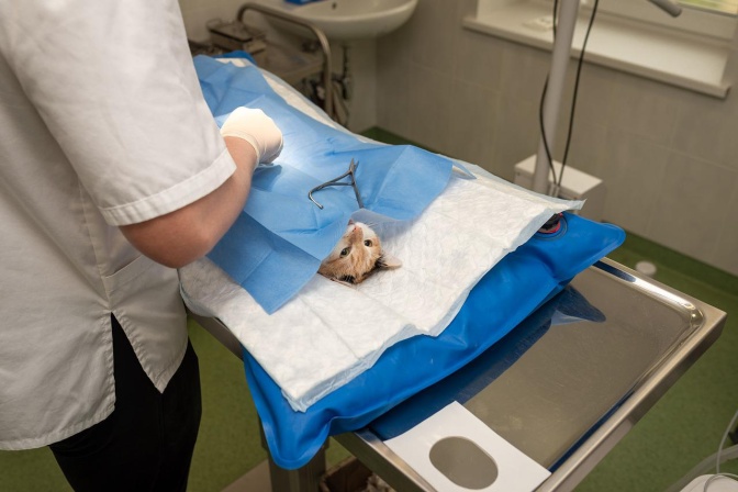 Eine rot-weiß getigerte Katze liegt auf dem Behandlungstisch eines Tierarztes. Teile ihres Körpers sind mit einem Tuch abgedeckt. Am Behandlungstisch steht ein Tierarzt in weißem Kittel.