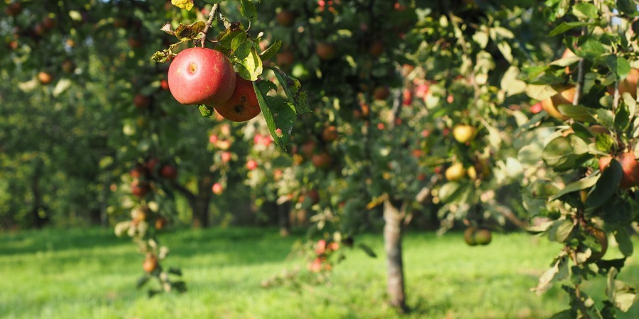 Der Apfel Fällt Nicht Weit Vom Stamm Bedeutung Was bedeutet: Der Apfel fällt nicht weit vom Stamm?