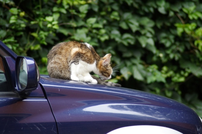 Eine Katze liegt auf der Motorhaube eines blauen Autos.