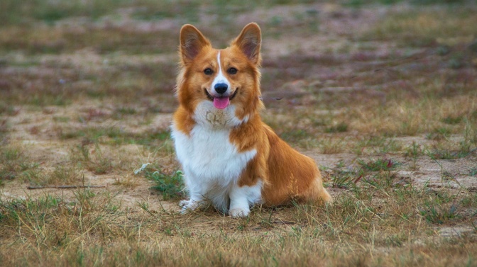 Ein kleiner Hund mit kurzen Beinen und weiß-rötlich geflecktem Fell sitzt mit heraushängender Zunge auf einer Wiese.